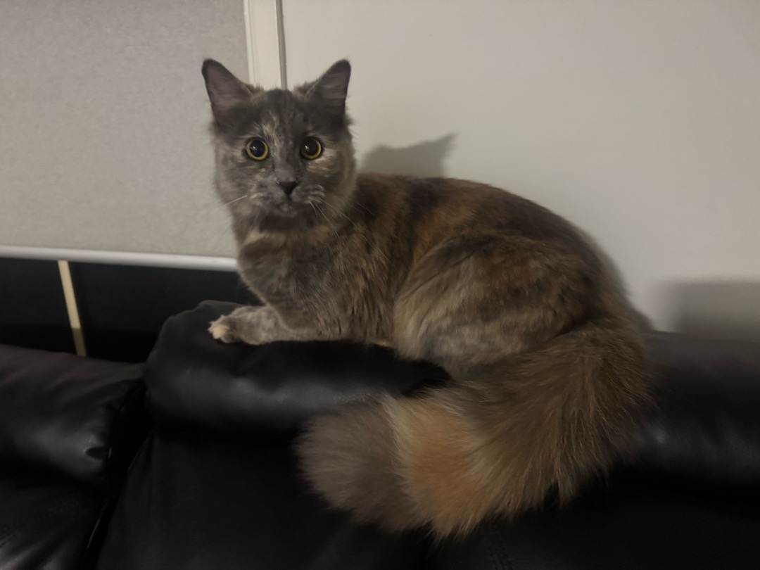 I've completed a Pet Care booking at PetBacker! Very cute cat, lovely to meet her again 