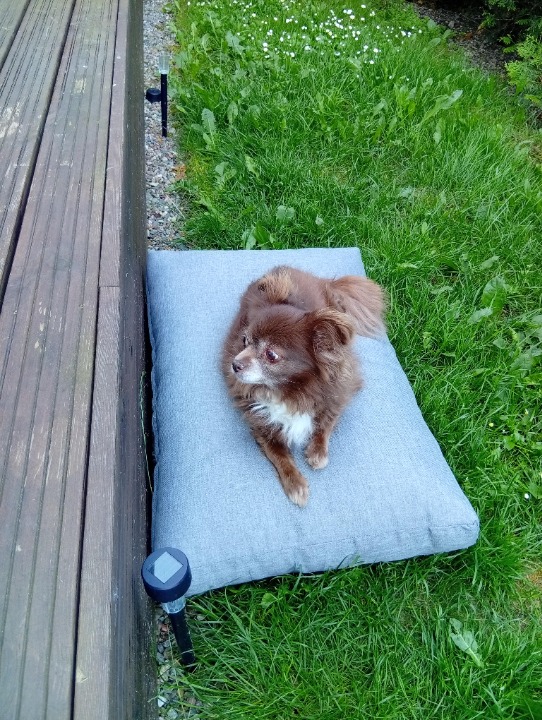 I've completed a Sitting booking at PetBacker! Amazing and friendly animals. 