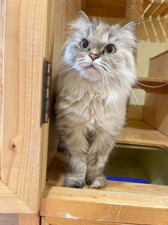 Floof added as a pet