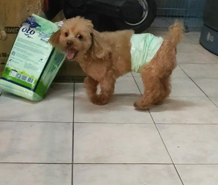 I've completed a Pet Care booking at PetBacker! channel playful one 😆