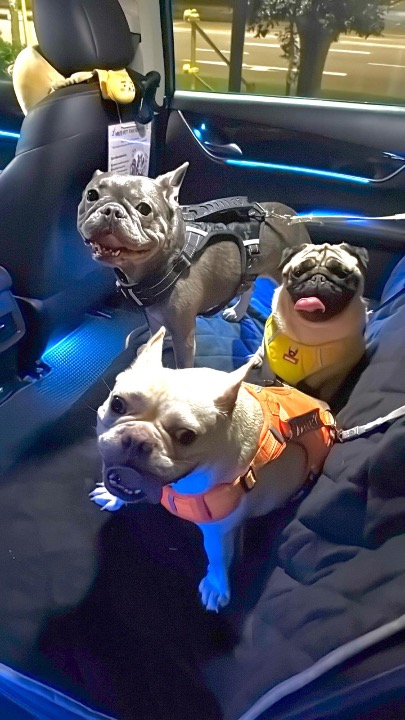 I've completed a Pet Care booking at PetBacker! Once again Thank you for boarding Creamy, Oreo and Mochi with us!! Hope to see them soon again. 😍❤️🤩