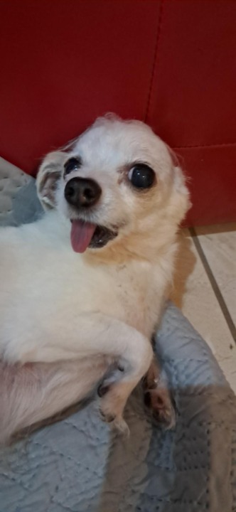 ¡He completado una reserva de Cuidado de Mascotas en PetBacker! Juanín es un amor lindo, estoy agradecida de haber podido compartir con el de nuevo.♥️🐶

