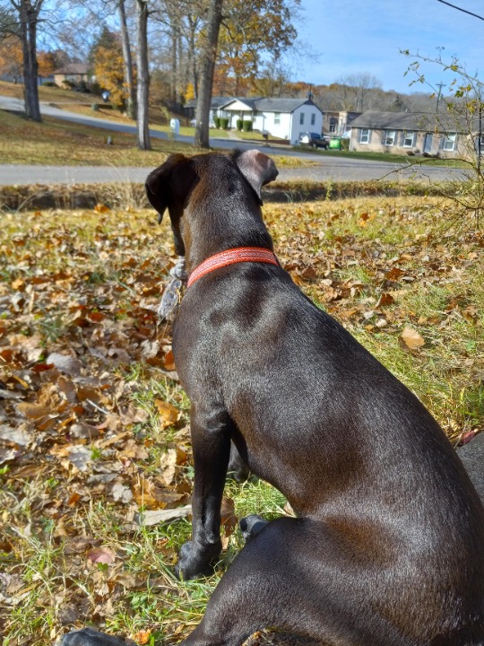 Top Dog Walking in Clarksville with Best Prices on PetBacker