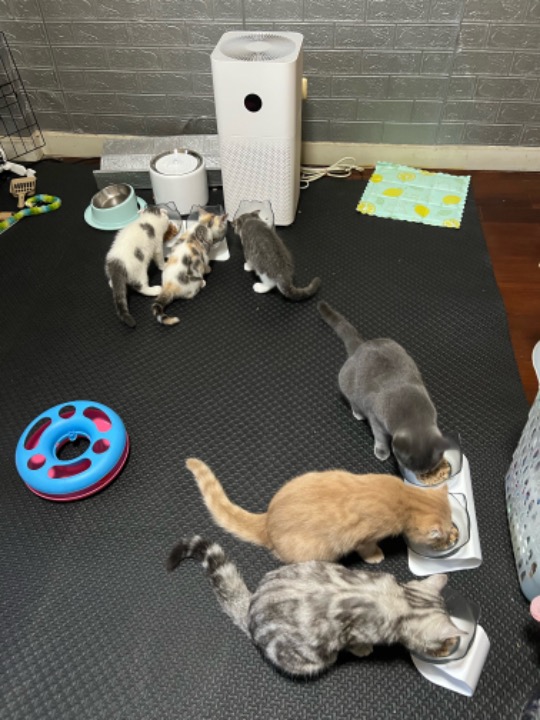 ปทุมธานี Cat Boarding Prices & Reviews PetBacker