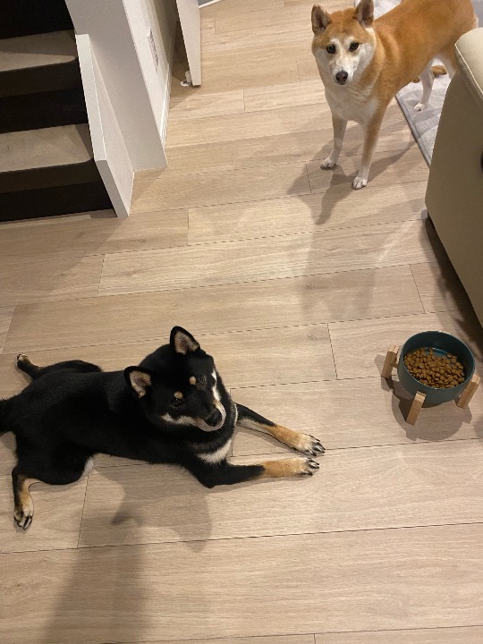 I've completed a Walking booking at PetBacker! Thank you again!!