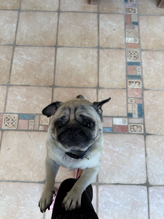 I've completed a Pet Care booking at PetBacker! I love you Patric !!❤️❤️❤️