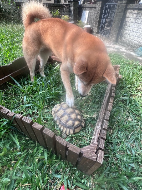 我在 PetBacker 完成了一次 寵物照顧 預訂！ 胖吉～歡迎再來找龜龜喔！