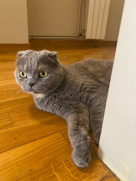 I've completed a Pet Care booking at PetBacker! So good to see these fabulous divas as always 