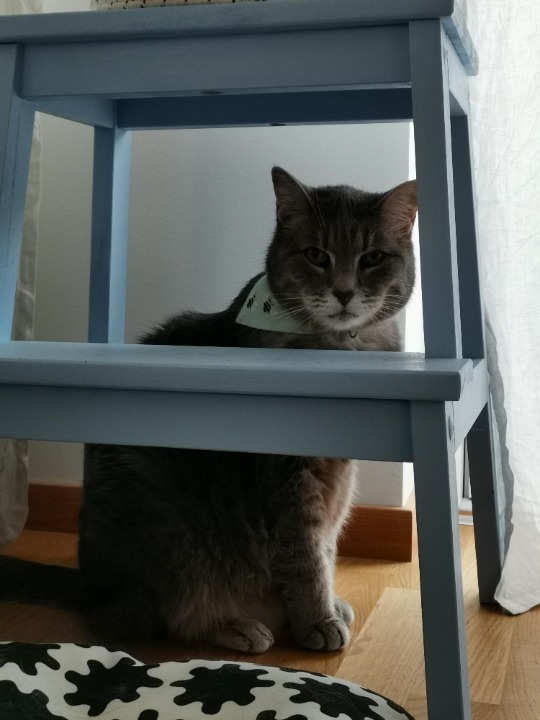 Sitting at Malmö by PetBacker Agos Petsitter