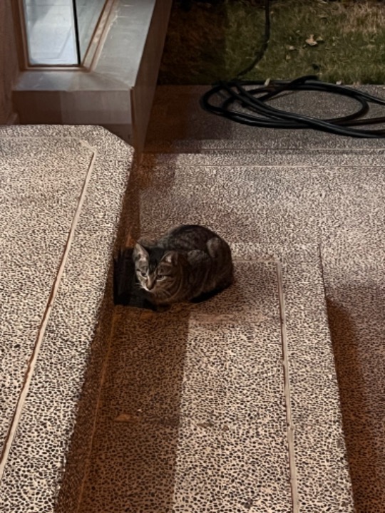 我在 PetBacker 完成了一次 到府寵物保姆 預訂！ 以多次協助照顧辛巴，主人和辛巴都很好相處