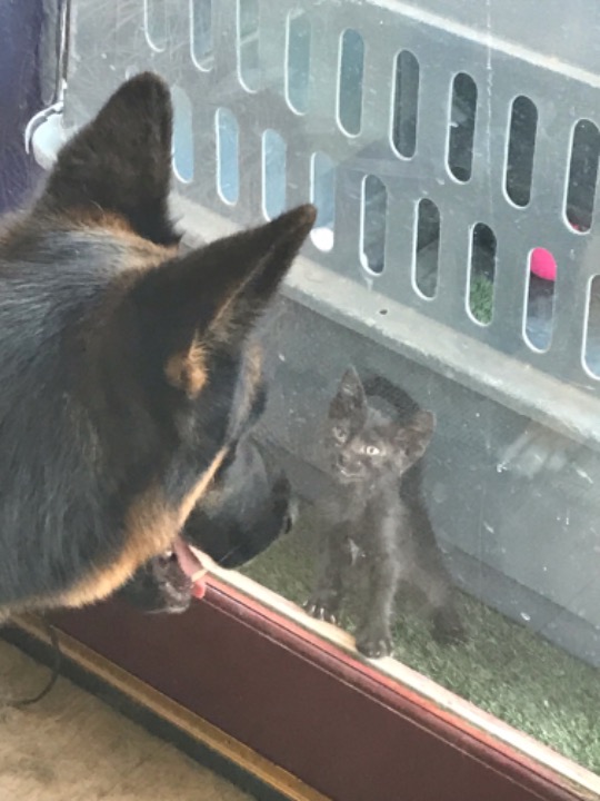 Top Abu Dhabi Dog Boarding Prices & Reviews PetBacker