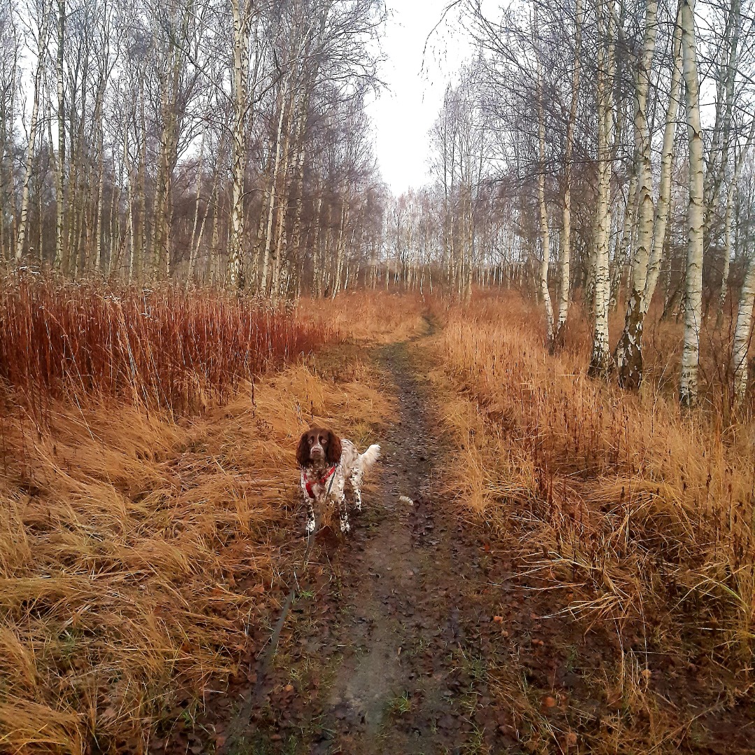 Walking at Copenhagen by PetBacker Beatrice K9 Dog Walking 