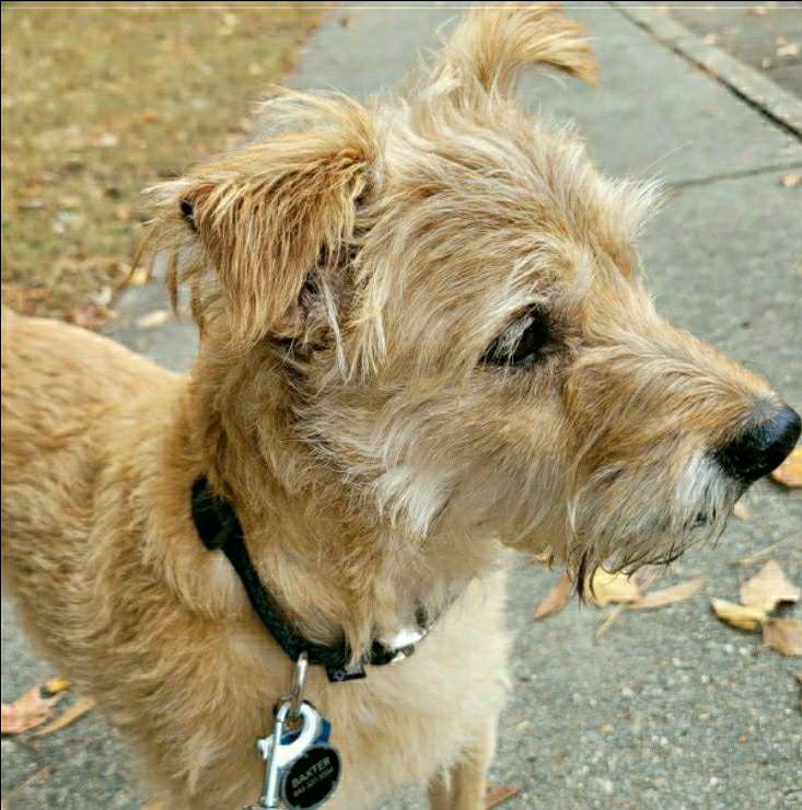 The 10 Best Pet Grooming Services Near Me (with Prices & Reviews)