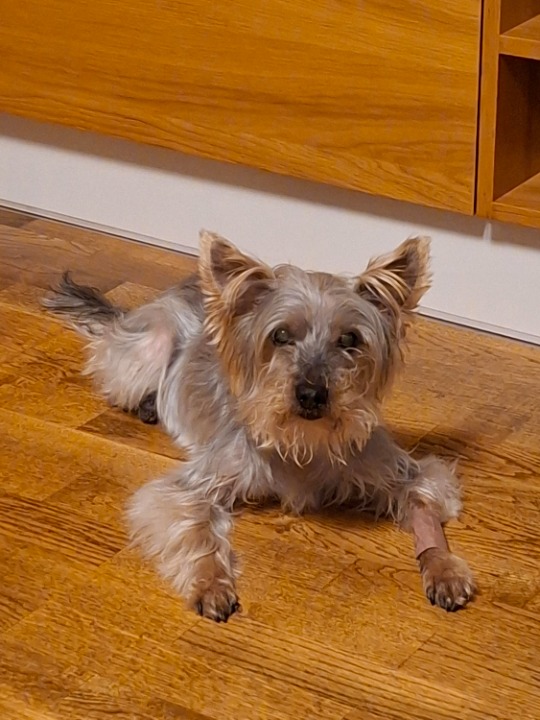 I've completed a Pet Care booking at PetBacker! Archie was great and well-behaved. It was a pleasure to take care of him :)