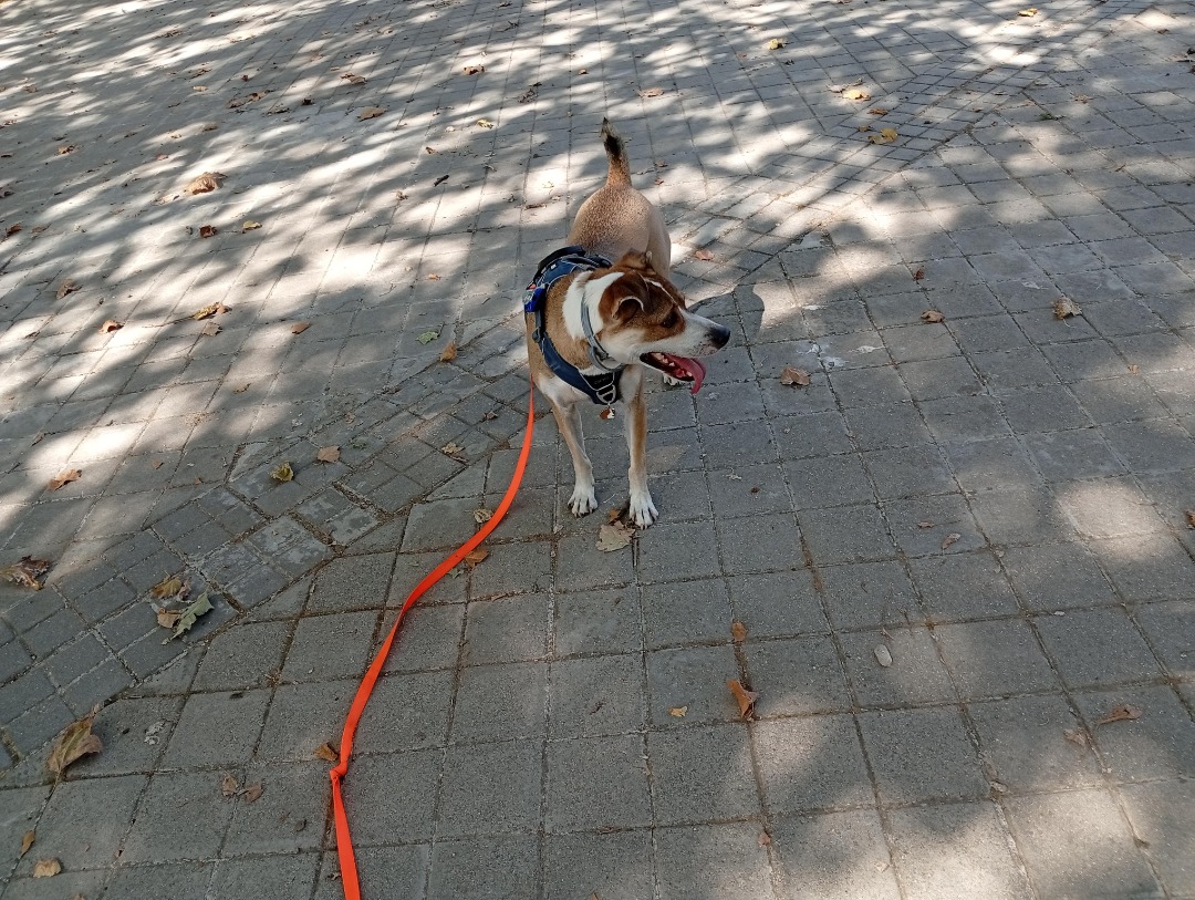 ¡He completado una reserva de Cuidado de Mascotas en PetBacker! Donnie, es un excelente perrito, se porta muy bien, es muy tranquilo y obediente