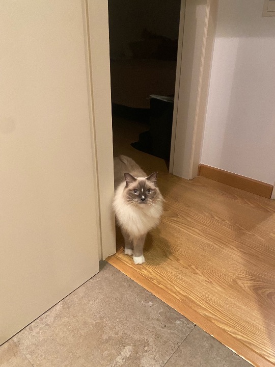 I've completed a Sitting booking at PetBacker! My favourite little fluffies 