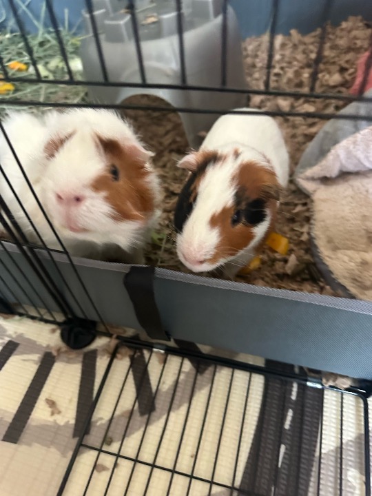 I've completed a Pet Care booking at PetBacker! We genuinely enjoyed boarding boys at our house. These well-behaved foodies are always welcome to stay around! 