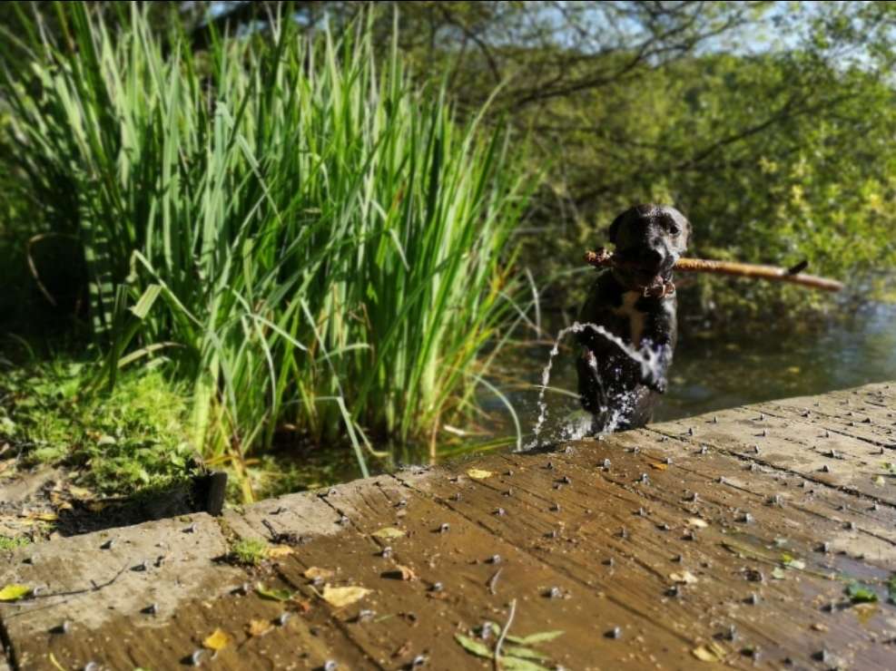 Doggy Daycare in Farnworth Bl4 with Best Prices on PetBacker