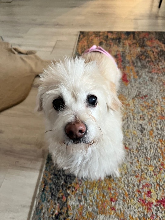 I've completed a Sitting booking at PetBacker! Chiko is an absolute sweet bundle of joy! We love her and her mama so much 🐾💕