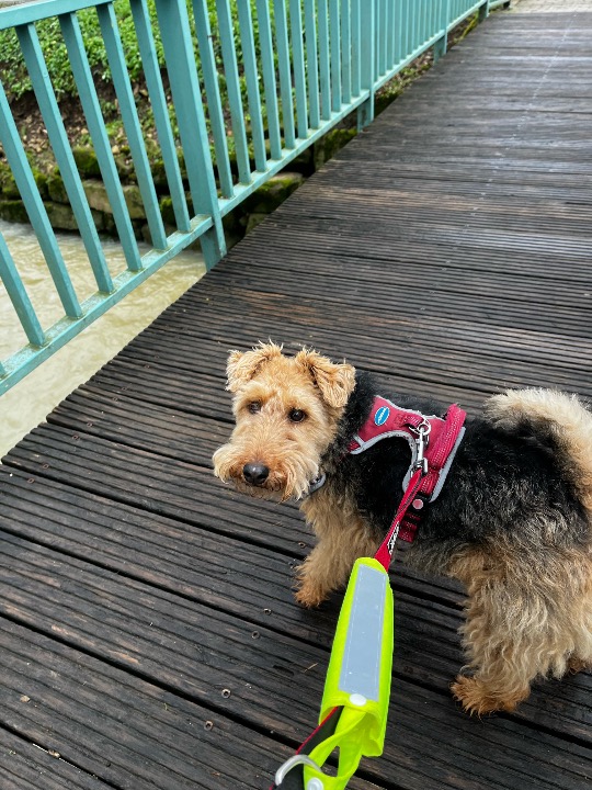 I've completed a Pet Care booking at PetBacker! Snoopie est très affectueuse et c’est toujours un plaisir d’être en sa compagnie!