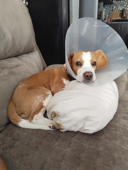 I've completed a Sitting booking at PetBacker! Neo🥰