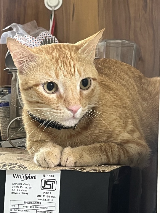 I've completed a Pet Care booking at PetBacker! The pet owner were very nice and organised. They accompanied anything that was required with the cat. Duggu was very very sweet and friendly. I wish to have him again. It took him a little to be okay but after that he was the sweetest