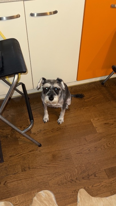 I've completed a Pet Care booking at PetBacker! Best boy thank Sophia !! 