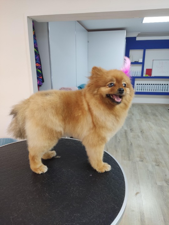 TIP TOP K9 - Updated March 2026 - Yelp