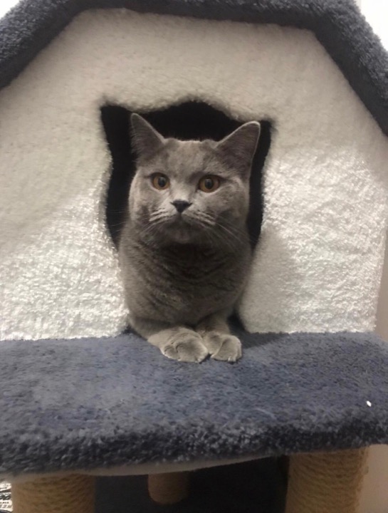 Top Dog Sitters in Brandon with Best Prices on PetBacker