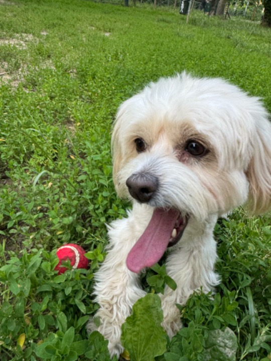 I've completed a Pet Care booking at PetBacker! Chiara was the most loving, amazing, patient and trained dog. We enjoyed every second with her and we made sure she enjoyed it too! She is special just like her owner and deserves so much love and kisses! 