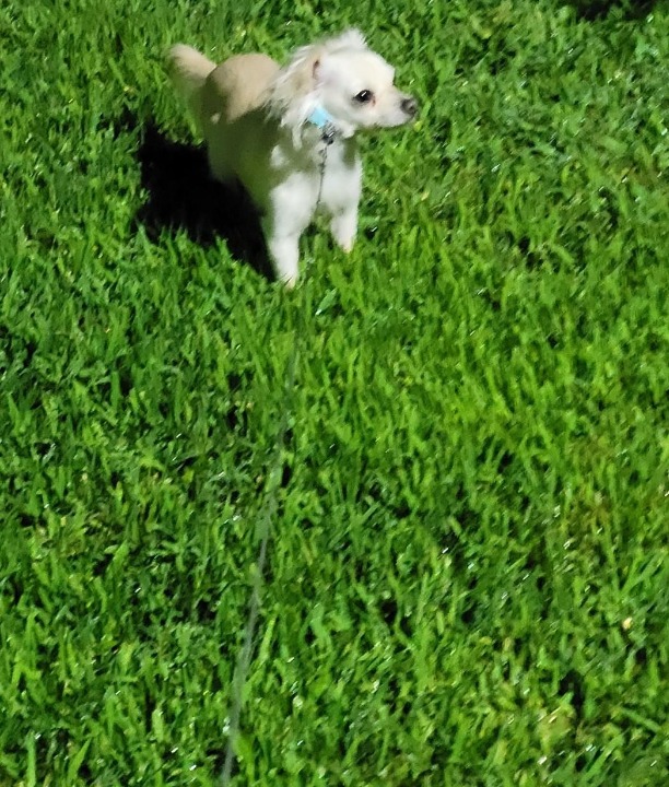 monticello dog boarding