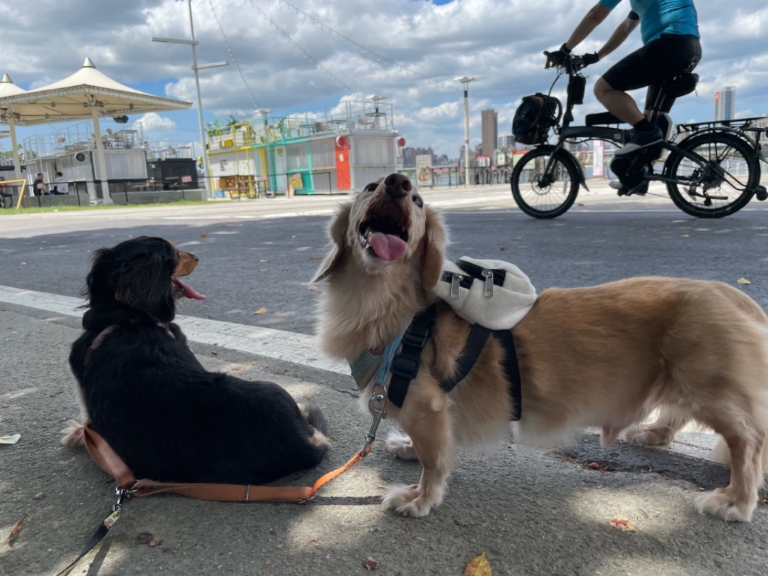 我在 PetBacker 完成了 遛狗服務 服務！ 家長很親切(o^^o)
破許跟嵐嵐散步都很乖很穩定☺️
跟他們一起散步很開心唷~(ღˇ◡ˇ)