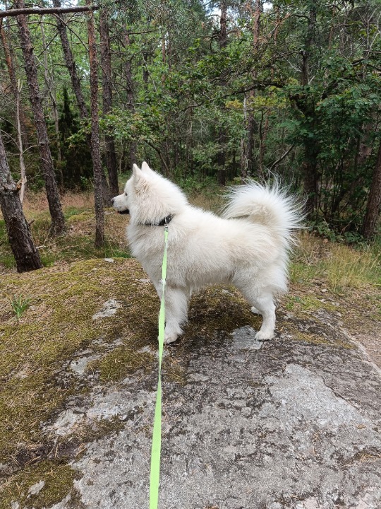 Walking at Stockholm by PetBacker Hammarby Doggerino Walks