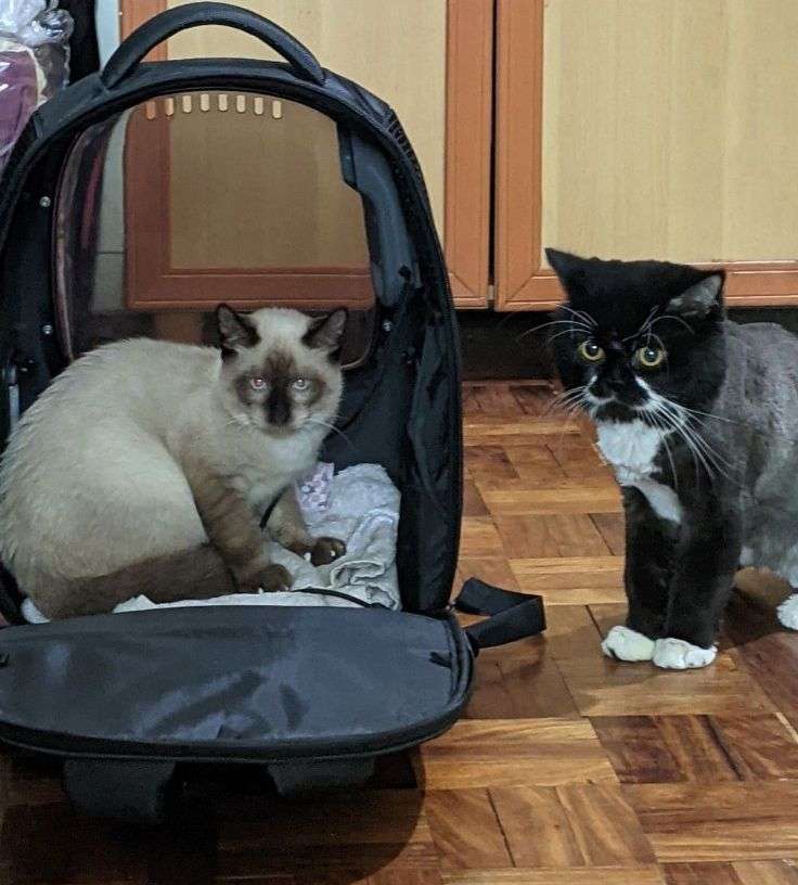 Taguig Best Pet Hotel Home Boarding Taguig PetBacker Bgc Cat Boarding