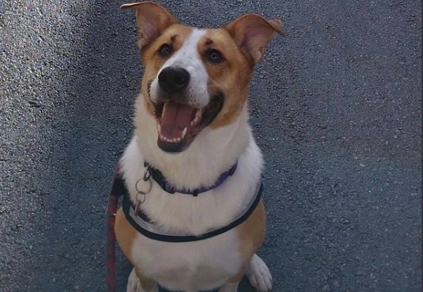 I've completed a Walking booking at PetBacker! Today I had the opportunity to meet Bella for the first time, and it was a very positive experience. She was calm, sweet, and comfortable to be around. During our walk, I focused on building trust with her and understanding her personality, energy level, and walking style.

Bella responded well and seemed relaxed in my presence. I took my time to let her feel comfortable, and we gradually connected more throughout the walk. She was well-behaved, attentive, and enjoyable to spend time with.

I also appreciated the opportunity to meet Christian and Nelly, and learn more about Bella’s routine and needs for the upcoming walks in June. Overall, today’s experience gave me confidence that Bella and I can build a good connection and have safe, pleasant walks together.