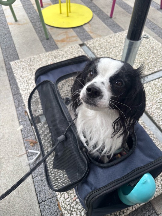 I've completed a Pet Care booking at PetBacker! cutest and prettiest