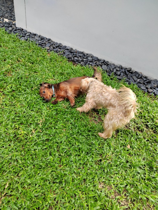 Doggy Daycare in Thailand Insured on PetBacker