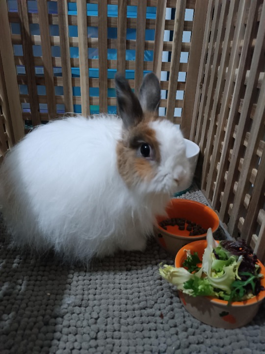 I've completed a Pet Care booking at PetBacker! Pusie is a very cute rabbit with a lot of personality!! She's a joy to have and I wouldn't mind taking care of her again ☺️ Thanks Marcin for trusting Hotel Hocicos 🐾!