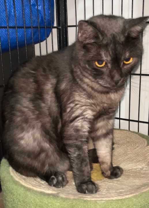 I've completed a Pet Care booking at PetBacker! Thank you Persi for choosing and trusting PurrPaws once again 🙏❣️💕.  We enjoyed having you on your long vacation and are happy that you were at home all throughout 😘😍🥰.  Stay healthy and see you soon 💜♥️