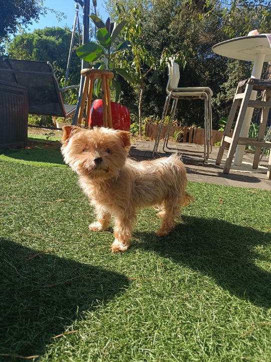 ¡He completado una reserva de Cuidado de Mascotas en PetBacker! Pouppy es encantadora, es un placer poder disfrutar de un perrito así. ☺️🐕😍💓