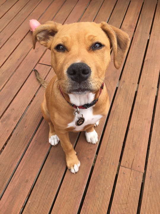 Pet Taxi in Hobart with Best Prices on PetBacker