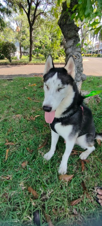 I've completed a Walking booking at PetBacker! see you again silver