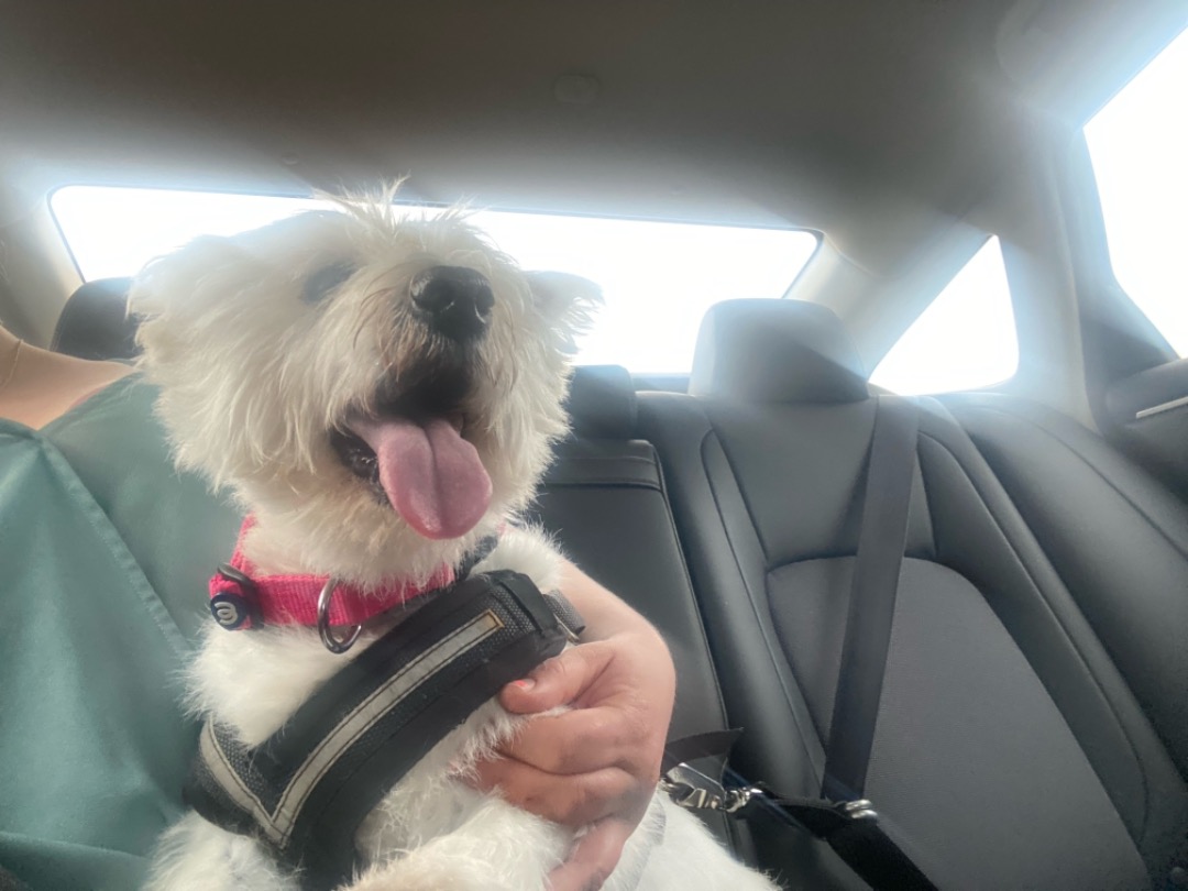 The 10 Best Pet Taxi Services Near Me (with Prices & Reviews)