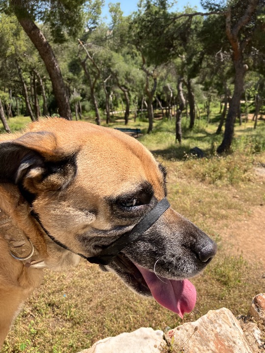 I've completed a Walking booking at PetBacker! Two hours with Saira felt like stepping into a little world of pure joy 🌿

From the very first steps, she was curious, alert, & full of personality—nose to the ground, tail gently swaying, taking in every scent like it was a story waiting to be discovered. Under the warm sun & surrounded by trees, she moved with confidence & calm energy, stopping every now & then to check in, as if to say, “We’re doing great, right?”

There was a beautiful rhythm to our walk—explore, pause, connect. Saira wasn’t just walking… she was experiencing everything. A soft breeze, the rustling leaves, the hidden scents in the grass—each moment mattered to her.

& then those small, unforgettable details:
The happy panting with her tongue out,
The proud stance when she caught an interesting scent,
The peaceful moments where she simply stood still & enjoyed being outside.

She’s the kind of dog that makes time slow down—in the best way.

By the end of our walk, she was relaxed, fulfilled, & content… the kind of calm that only comes from a truly satisfying outdoor adventure.

Today wasn’t just a walk.
It was trust, connection, & a shared little journey 🌿