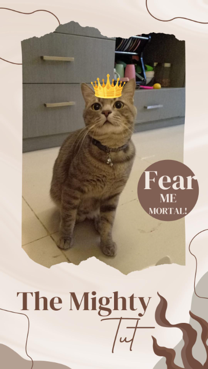 I've completed a Sitting booking at PetBacker! King Tut is a man of jealousy.
He wouldn't accept any scent of other male.
When he did smell it, he feel betrayed and became furrious 😾
Because he should be the one and only! 😼👑

Beside that, he's just a sweet cuddly furrball.
He'd plop and ask for some good scritches, especially when bed time 😸