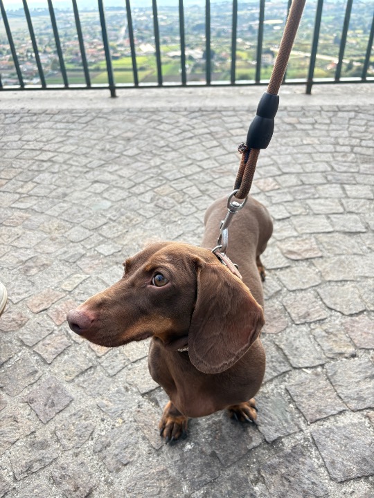 I've completed a Pet Care booking at PetBacker! Pippo 