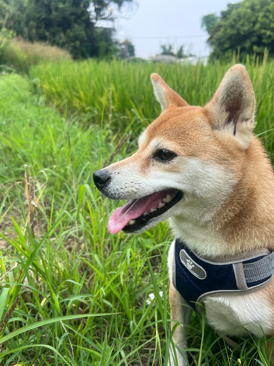 我在 PetBacker 完成了一次 寵物照顧 預訂！ 調皮的春枝；看到你就能開心一整天