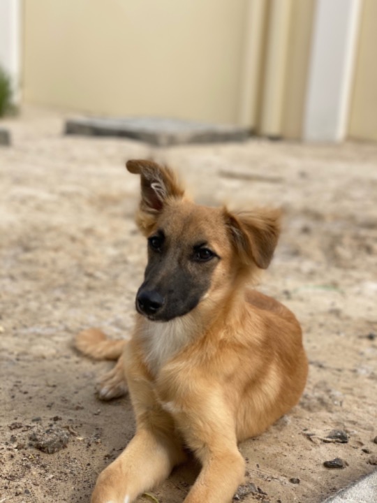 Abu Dhabi Dog Boarding Prices & Reviews PetBacker