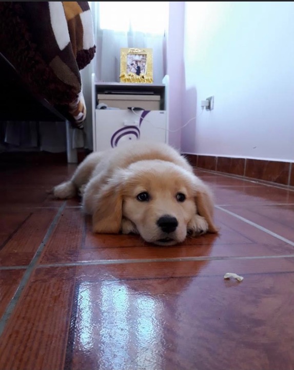 The 10 Best Bird Sitters Services Near Me (with Prices & Reviews)