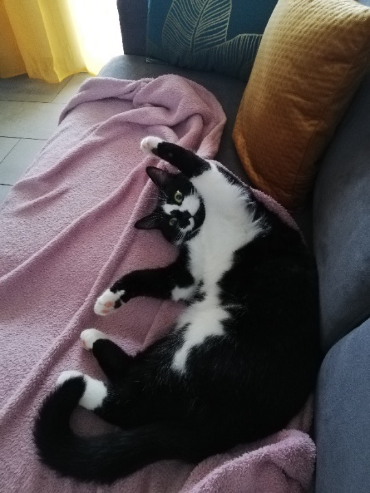 rocky added as a pet